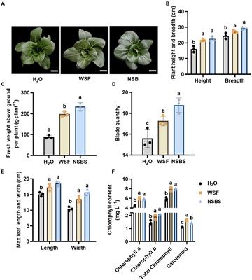 Natural soil biotin application activates soil beneficial microorganisms to improve the thermotolerance of Chinese cabbage